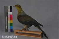 藏品(綠鳩)的圖片